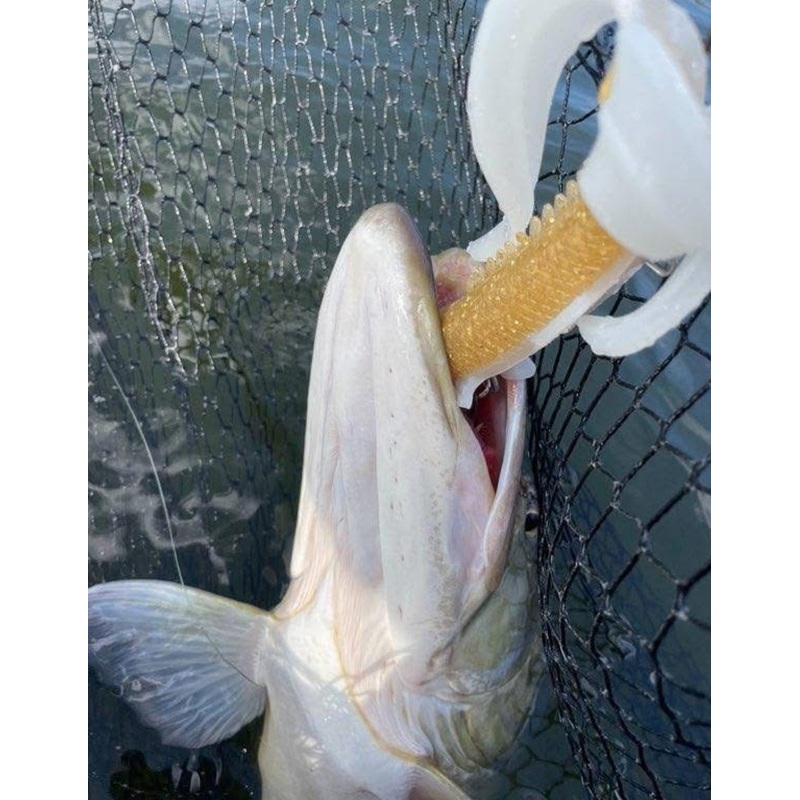 BamBam Bait Co. | Bowfin Jr.