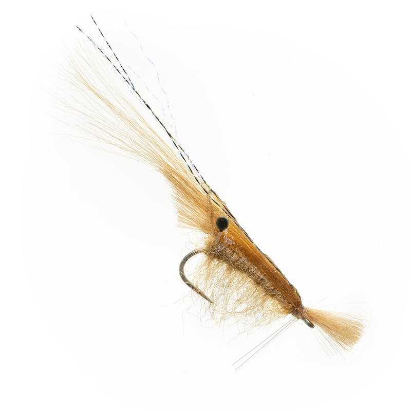 EP Grass Shrimp