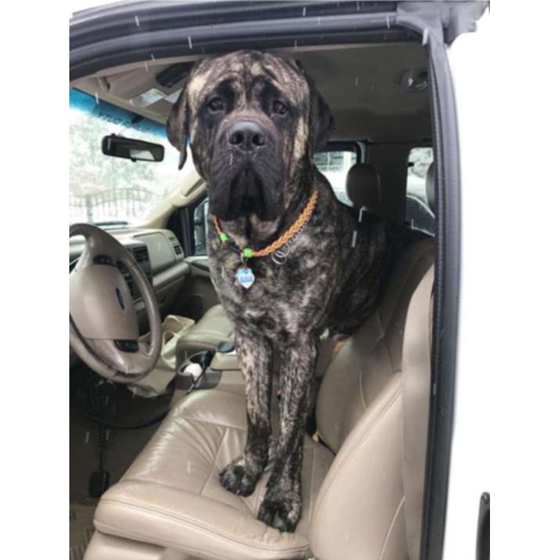 Flyvines Recycled Fly Line Dog Collar