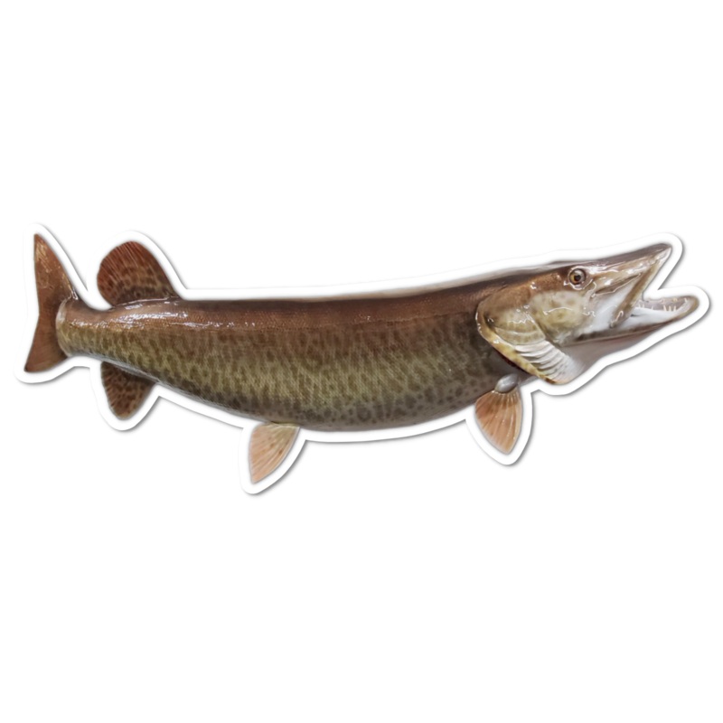 Musky Shop 9" Musky, Pike, & Tiger Decal/Sticker